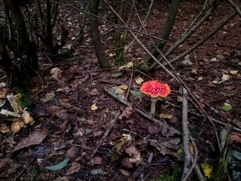 Close up of red flower