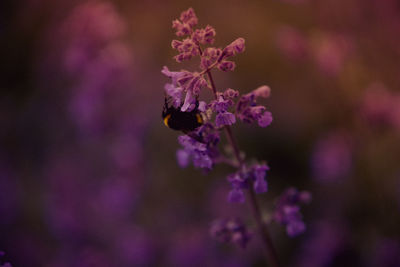 Close-up of bee pollinating on purple flower