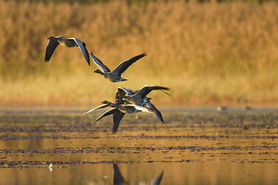 The greylag goose taking off from wetland