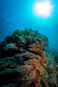 View of coral in sea