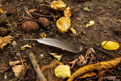 High angle view of dry leaves on ground