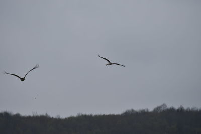 Low angle view of bird flying in sky