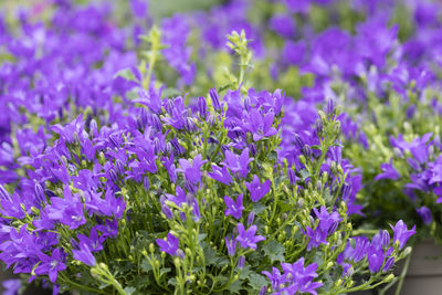 Bellflower in bloom in the garden