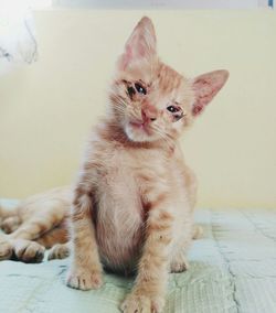 Portrait of kitten sitting