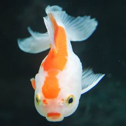 Close-up of fish underwater