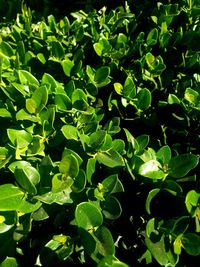 Full frame shot of fresh green leaves