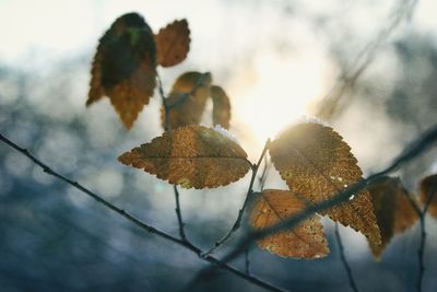 Close-up of leaves on twig