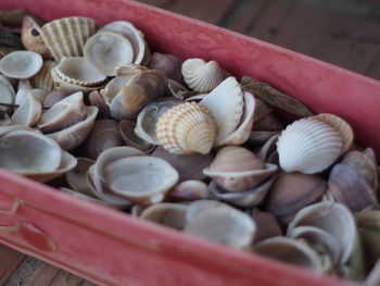 High angle view of shells