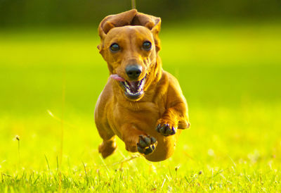 Portrait of dog running on field