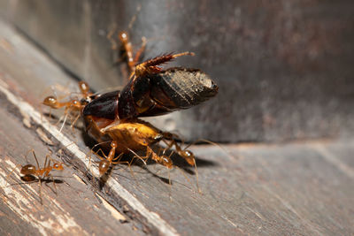 Group of red ant carrying a bug