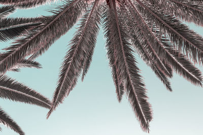 Low angle view of palm tree against clear sky