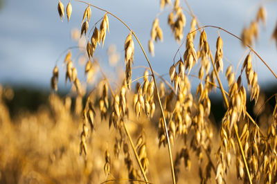 Close-up of wheat field against sky