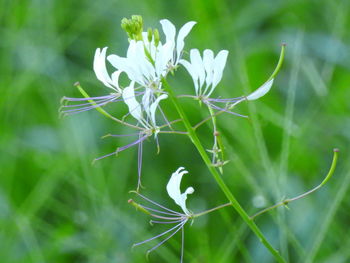 Close-up of insect on plant