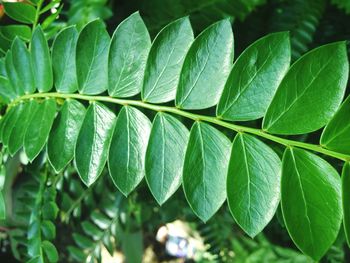 Close-up of leaves