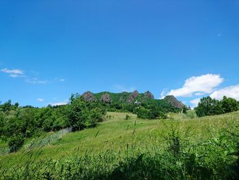 Scenic view of agricultural field against blue sky