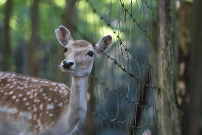 Close-up of deer