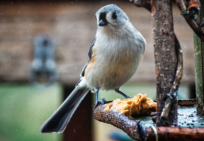 Close-up of bird perching on branch