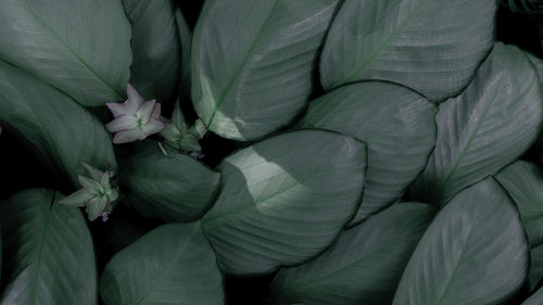 Full frame shot of fresh green leaves