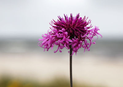 Close-up of pink flowering plant against sky