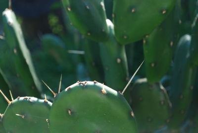 Close-up of tree trunk on plant