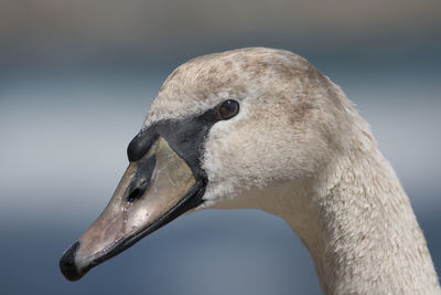 Close-up of swan swimming on lake