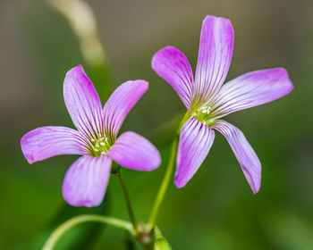 Close-up of purple flowering plant