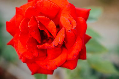 Close-up of red rose