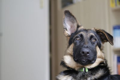 Close-up portrait of dog