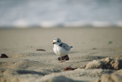 Close-up of seagull perching on sand