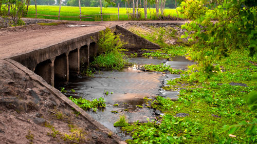 View of bridge over stream along plants