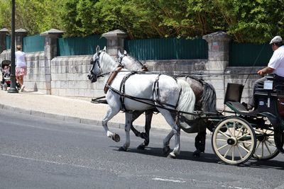 Man riding horse cart on road