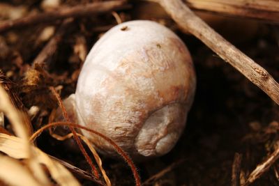 High angle view of fruit growing on field