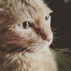 Close-up portrait of cat