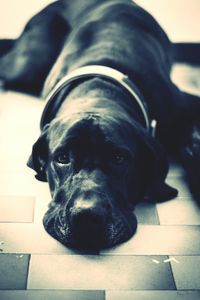 Portrait of black dog resting on floor