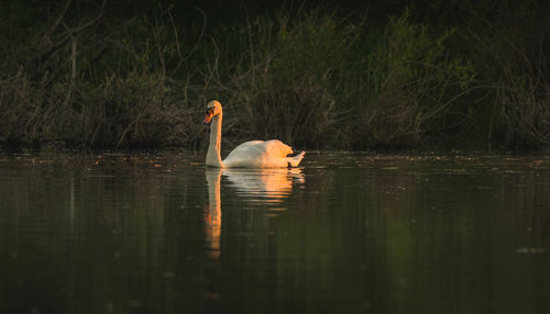 Swan ona lake during sunset