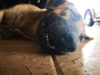 Close-up of dog sleeping