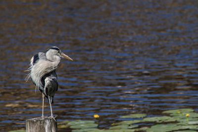 Bird perching on wooden post