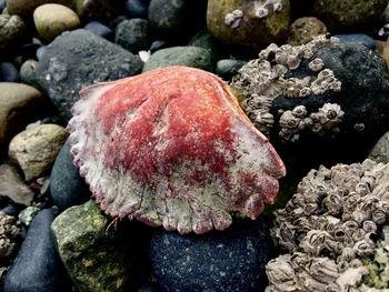Close-up of stones on rocks