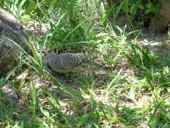 High angle view of bird perching on grass