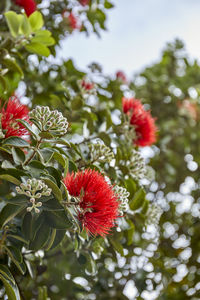 Close-up of red flowering plant