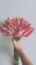 Close-up of hand holding rose over white background