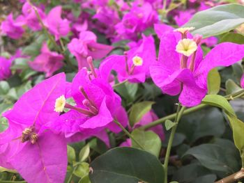 Close-up of pink flowering plant
