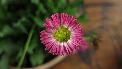 Close-up of pink flower