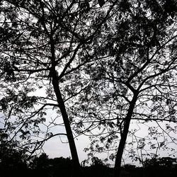 Low angle view of trees against sky