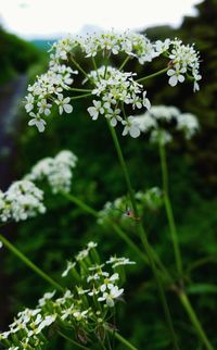 Close-up of flowers blooming outdoors