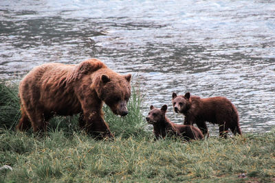 Bear at lakeshore