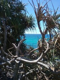 Close-up of palm tree by sea against sky