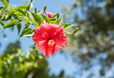 Close-up of red hibiscus flower