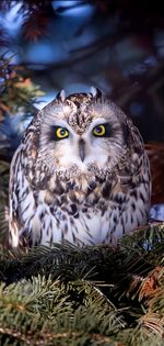 owl