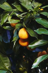 Close-up of fruit on tree